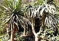 Dragonnier des Canaries (Dracaena draco)