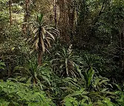 Forêt de Chirinda (Zimbabwe)