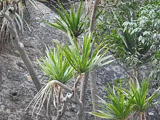 Description de l'image Dracaena transvaalensis 292681537.jpg.