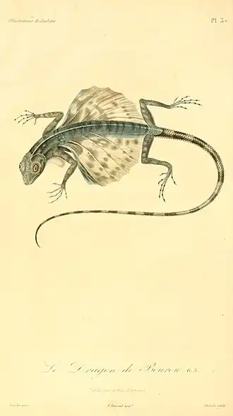 Description de l'image Draco bourouniensis 1831.jpg.