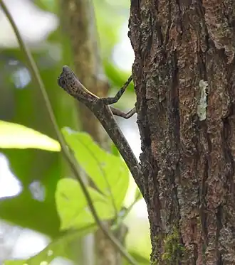 Description de l'image Draco haematopogon 63321831.jpg.