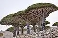Dragonniers de Socotra.