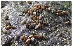 Moules zébrées, dans la Deûle canalisée (Nord de la France), à Lambersart