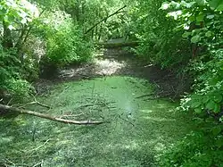 Le Dreiwasser, diffluent de l'Ill.