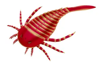 Drepanopterus pentlandicus (Drepanopteridae)