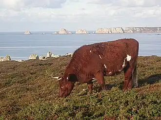 Image illustrative de l’article Armoricaine (race bovine)