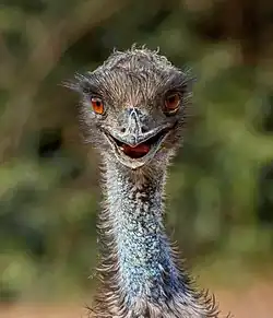 Tête d'émeu (de face) de la réserve africaine de Sigean.