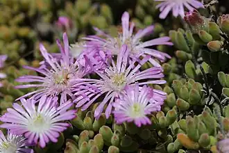 Description de l'image Drosanthemum floribundum? (40972915560).jpg.