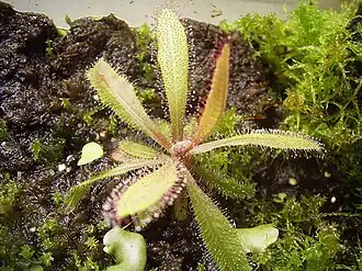 Drosera adelae