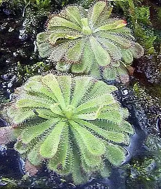 Drosera aliciae