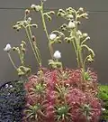 Drosera