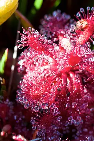 Description de l'image Drosera roraimae.jpg.