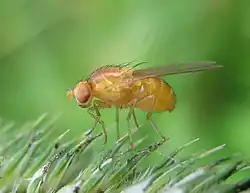 Phot d'une mouche jaune aux yeux rouges