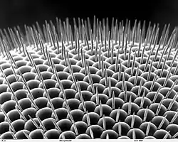 Vue en microscopie électronique d'un œil composé de drosophile