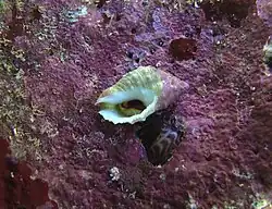 Drupella fragum (rare, forme blanche)