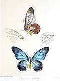 Papilio zalmoxis mâle, illustration