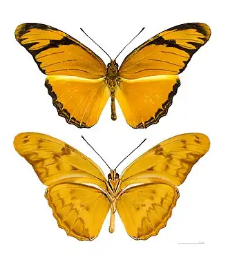 Dryas iulia dominicana Muséum de Toulouse
