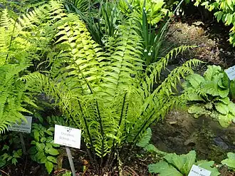 Description de cette image, également commentée ci-après