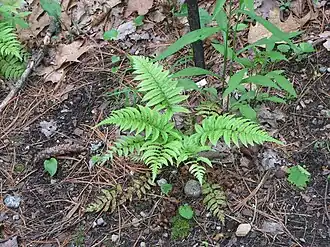 Description de l'image Dryopteris namegatae.JPG.