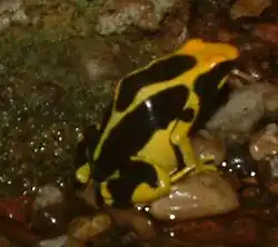 Dendrobates tinctorius "Regina"