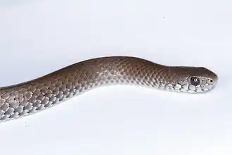 Description de l'image Duberria rhodesiana 226253.jpg.