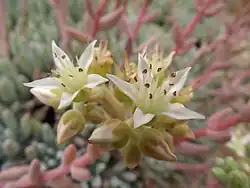 subg. Stylophyllum — Les fleurs de Dudleya virens subsp. hassei