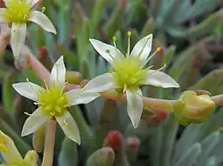 subg. Stylophyllum — Les fleurs de Dudleya edulis