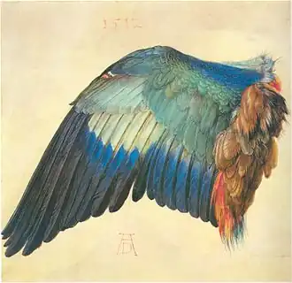 Aile de rollier bleu, aquarelle d'Albrecht Dürer.
