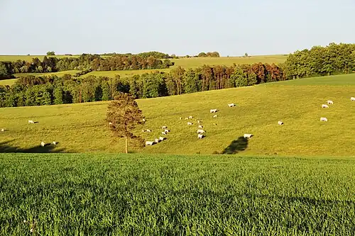 Charolaises près de Chassin.