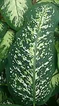 Dieffenbachia 'Besar Putih'