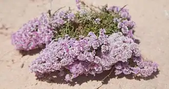 Description de l'image Dunas de Corralejo, Limonium papillatum.jpg.