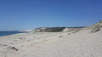 Le paléosol 1 a atteint le stade de podzol et porte des souches d'arbres en position de végétation.
