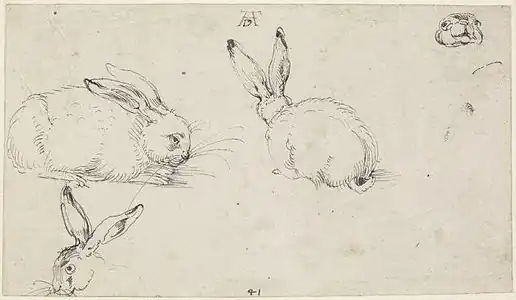 Étude de lièvres, vers 1503, 126&nbsp;×&nbsp;220&nbsp;mm, crayon et encre noire, Londres, British Museum.