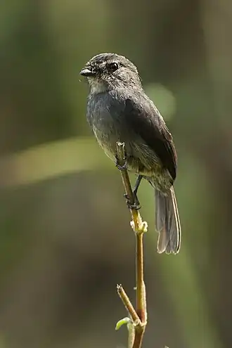 Description de l'image Dusky-blue Flycatcher - Kibale Uganda 06 4299 (18702191824).jpg.