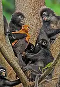 Semnopithèques obscurs, île de Penang, Malaisie.