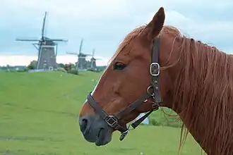 Tête d'un cheval roux, des moulins à l'arrière-plan.