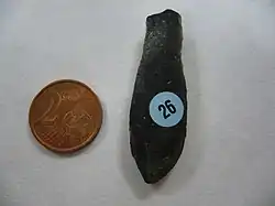 Duvalia dilattata (Duvaliidae)