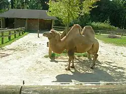 Chameau au zoo de Ljubljana