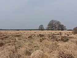 Dwingelderveld, le panorama