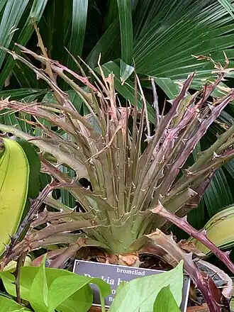 Description de l'image Dyckia burle-marxii.jpg.