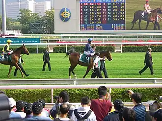 Image illustrative de l’article Dylan Thomas (cheval)