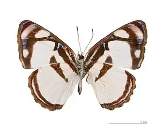 Description de cette image, également commentée ci-après