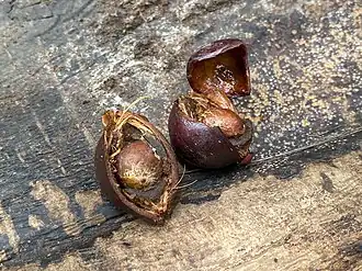 Description de l'image Dypsis ankaizinensis.jpg.