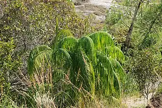 Description de l'image Dypsis onilahensis 18548852.jpg.
