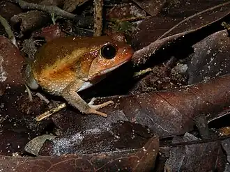 Dyscophus insularis