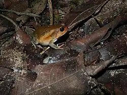Dans un Parc National de Madagascar