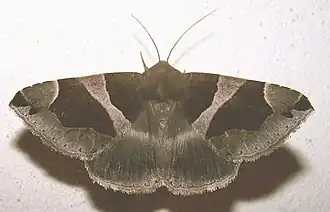 Description de cette image, également commentée ci-après