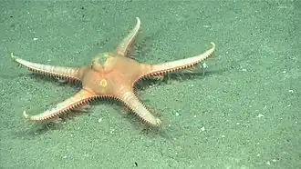 Dytaster insignis