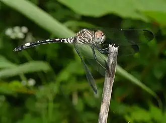 Description de cette image, également commentée ci-après