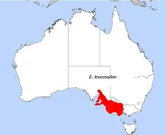Description de l'image E. leucoxylon.JPG.